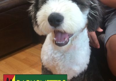 #BarkBusters #dogtraining #dogtrainerNorthernNewJersey #speakdog #dogs #puppies #HappyDogsHappyFamilies #sheepdog #OldEnglishSheepdog #dogsOfBarkBusters #Rutherford