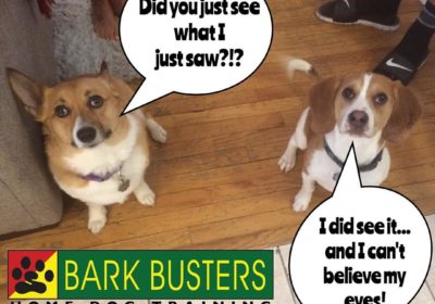 #BarkBusters #dogtraining #DogTrainerNorthernNewJersey #speakdog #dogs #puppies #HappyDogsHappyFamilies #dogsOfBarkBusters #NorthArlington #Beagle #Corgi