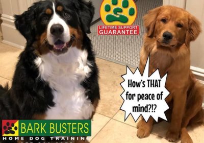 #bernesemountaindog #goldenretriever #dogtraining #barkbusters #lifetimesupportguarantee #BarkBusters #dogtrainer #dogtrainingNorthernNewJersey #speakdog #dogs #puppies #HappyDogsHappyFamilies #dogsOfBarkBusters #Wyckoff #Paramus #Ridgewood #GlenRock #Hoboken #WoodcliffLake #Englewood #Closter