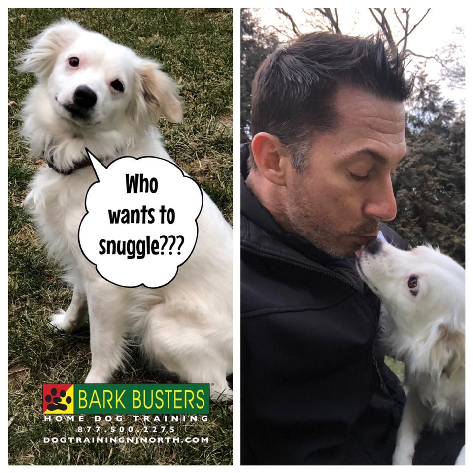 Featured Bark Busters Northern New Jersey Dog - Mixed Breed Terrier Barley  - Dog Training for Northern New Jersey Dog Training for Northern New Jersey