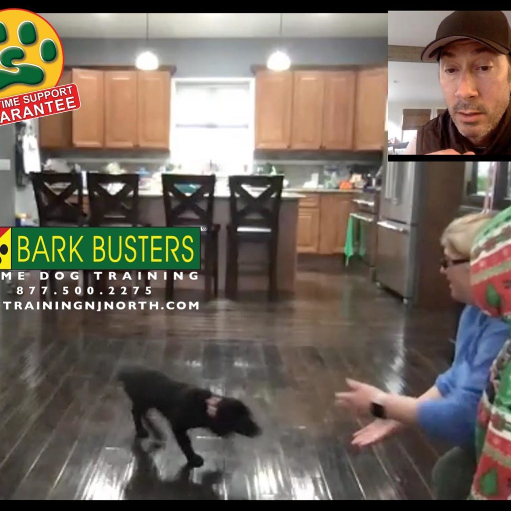 barkbuster dog training